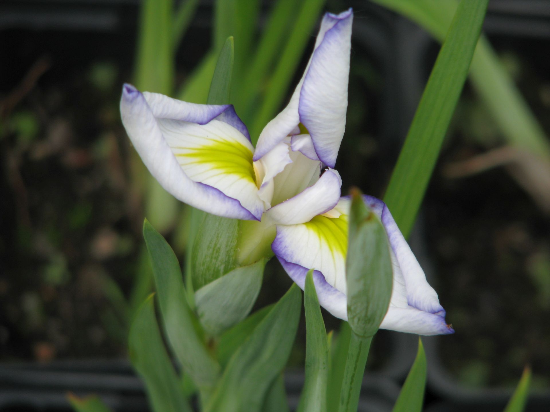 Japaniris oder Prachtiris Iris ensa