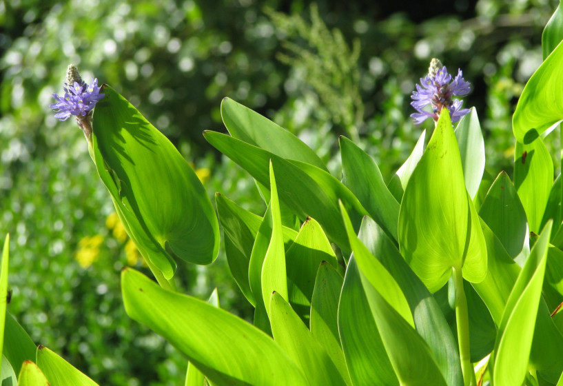 Hechtkraut ist eine der wenigen blau blühenden Teichpflanzen