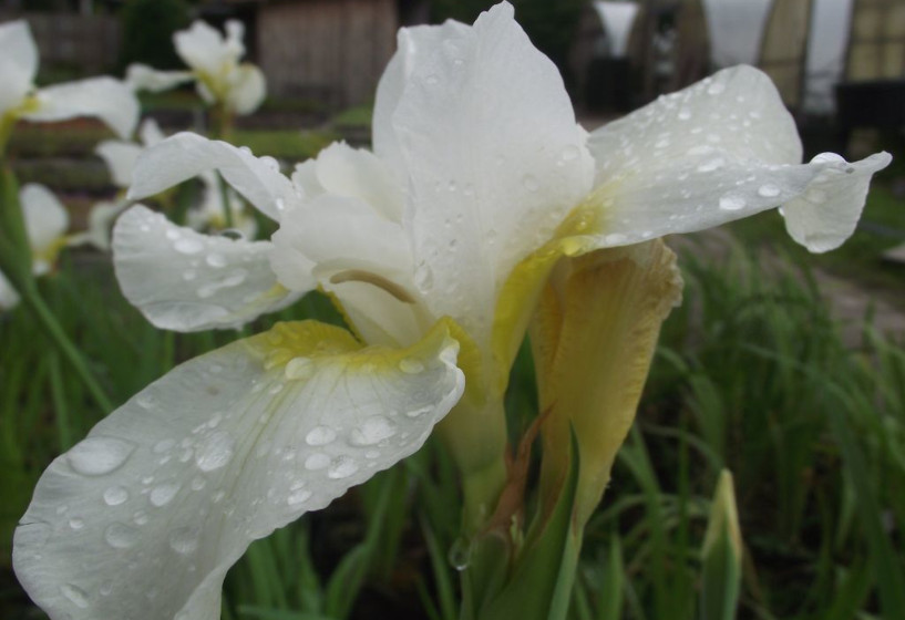 Wiesen Iris 'Viel Schnee'