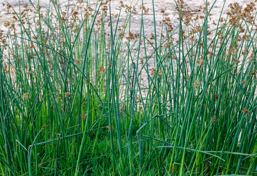 Teichbinse (Scirpus lacustris)