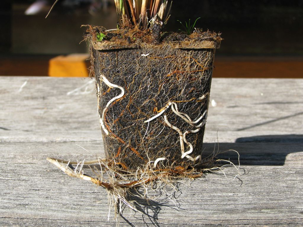 Wurzeln der Wundersegge Carex appropinquata
