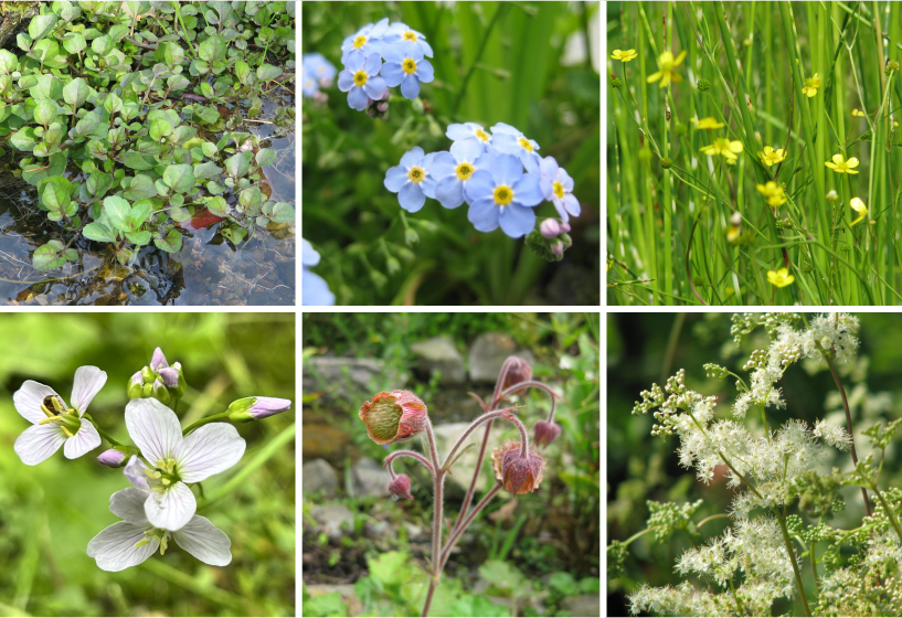 Bachlaufpflanzen Sortiment