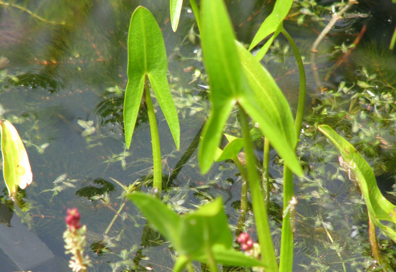 Heimisches Pfeilkraut | Sagittaria sagittifolia