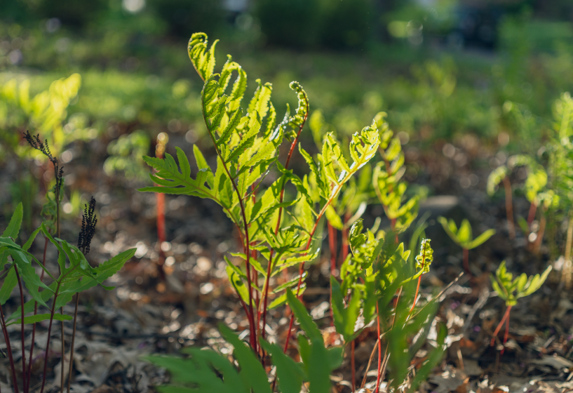 Perlfarn (Onoclea sensibilis)