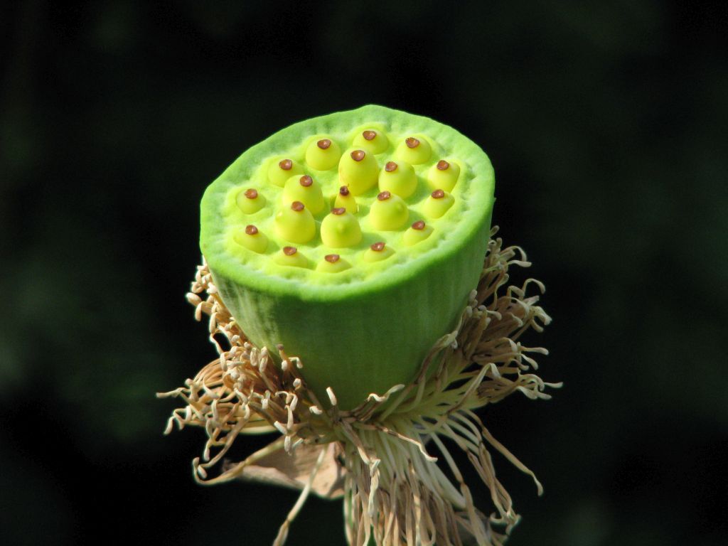 Lotus mit Frucht und Samen