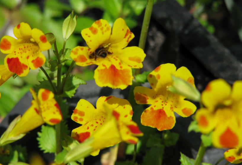 Getigerte Gauklerblume | Mimulus tigrinus "Major Bees"