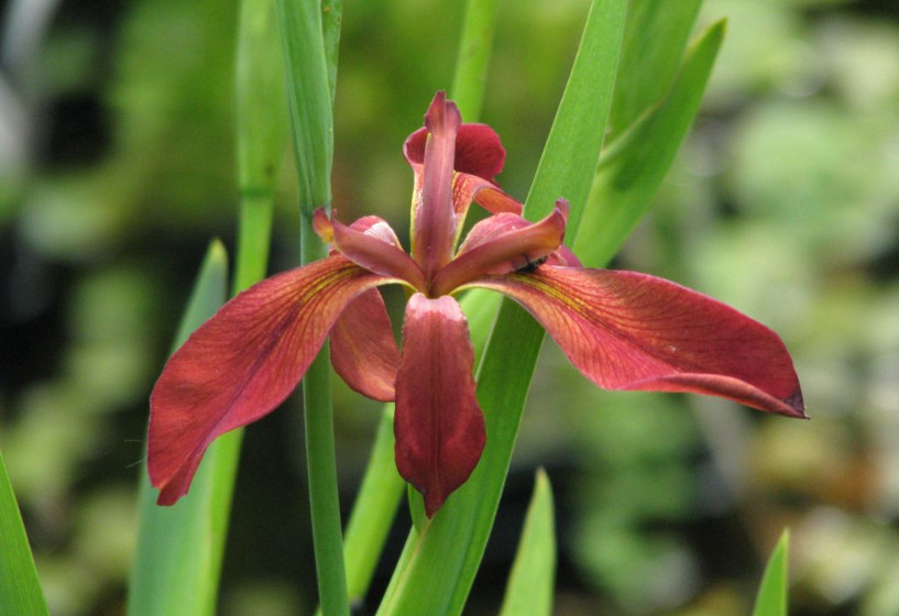 Kupfer-Iris | Iris fulva