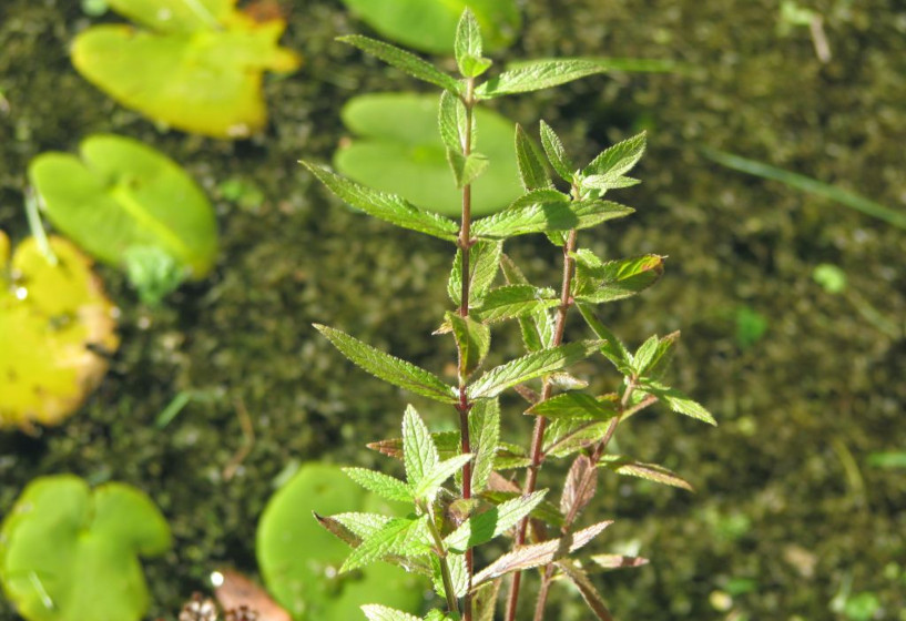 Stachys palustris am Teichufer