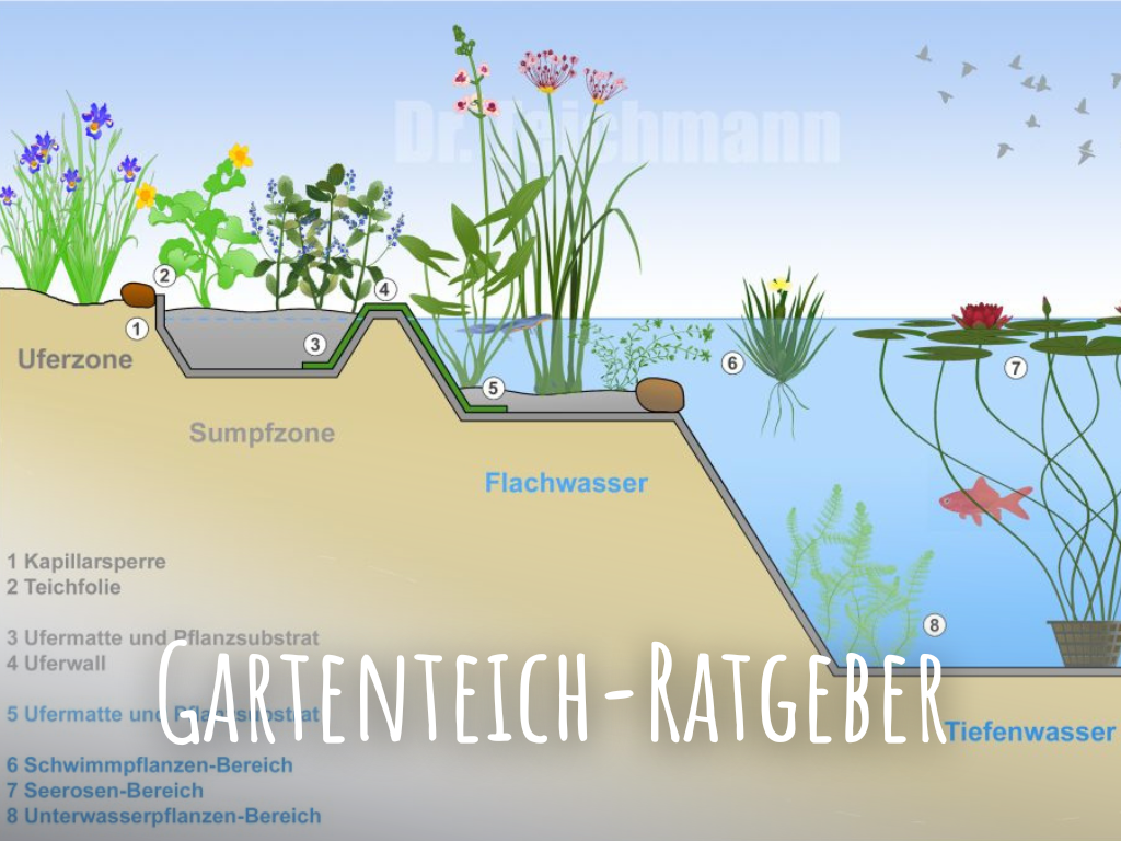 Teichpflanzen & Wasserpflanzen | Teichpflanzen & Teichbau