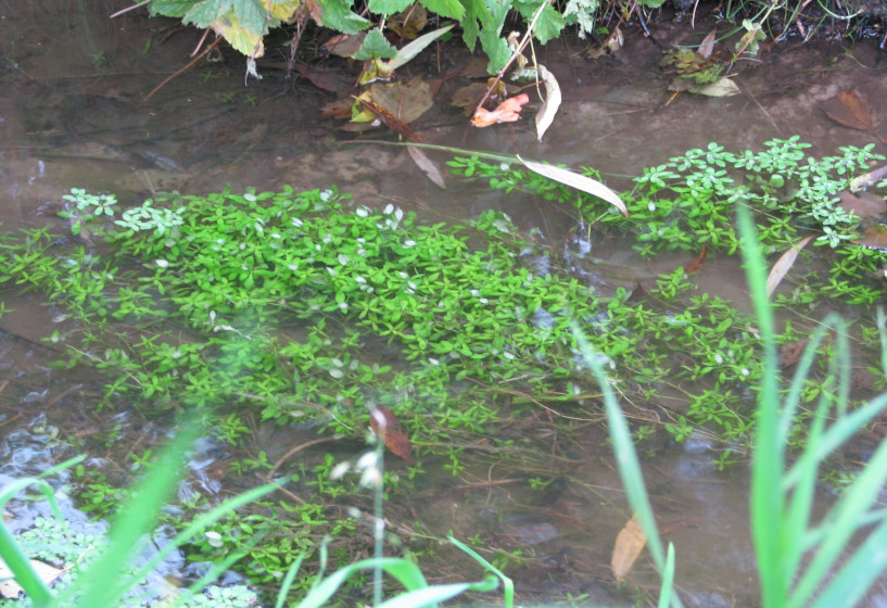 Wasserstern | Callitriche palustris