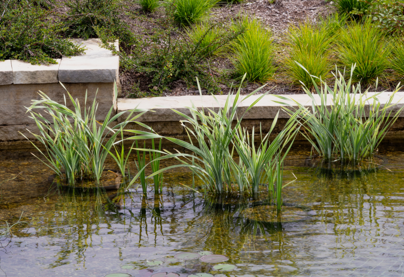 Bunter Kalmus (Acorus calamus Variegatus)