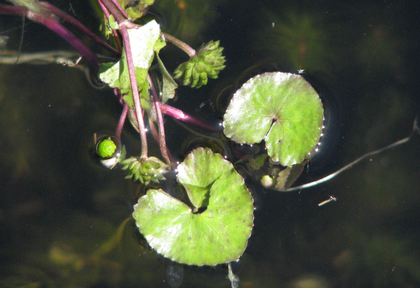 Schwimmende Sumpfdotterblume (Caltha natans)