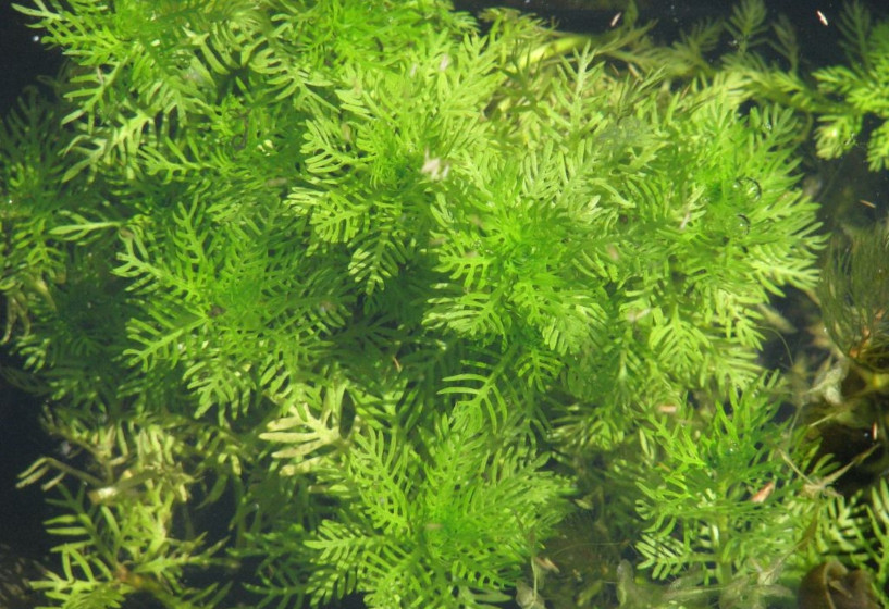 Unterwasserblätter der Wasserfeder