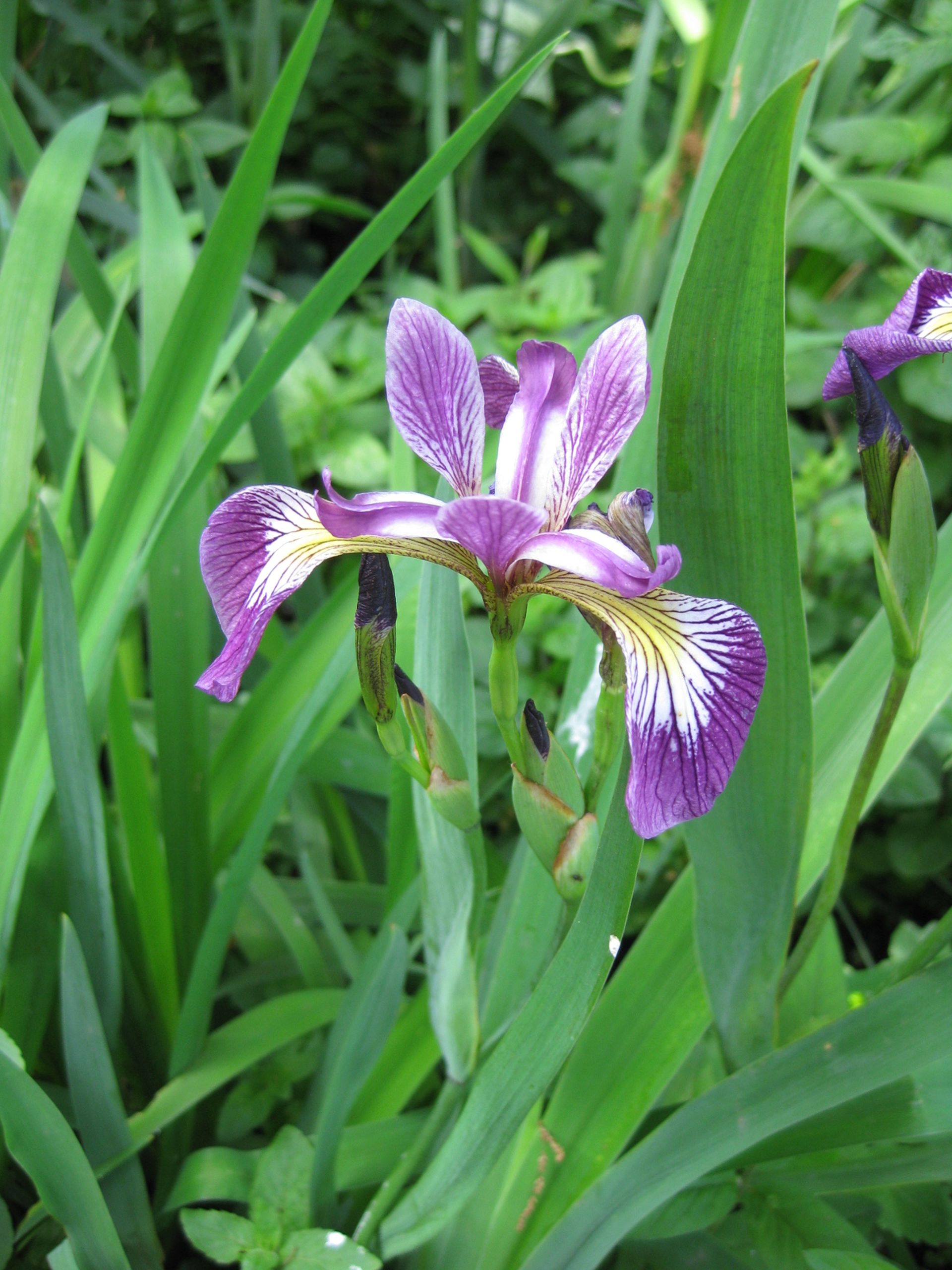 Amerikanische Iris am Gartenteich