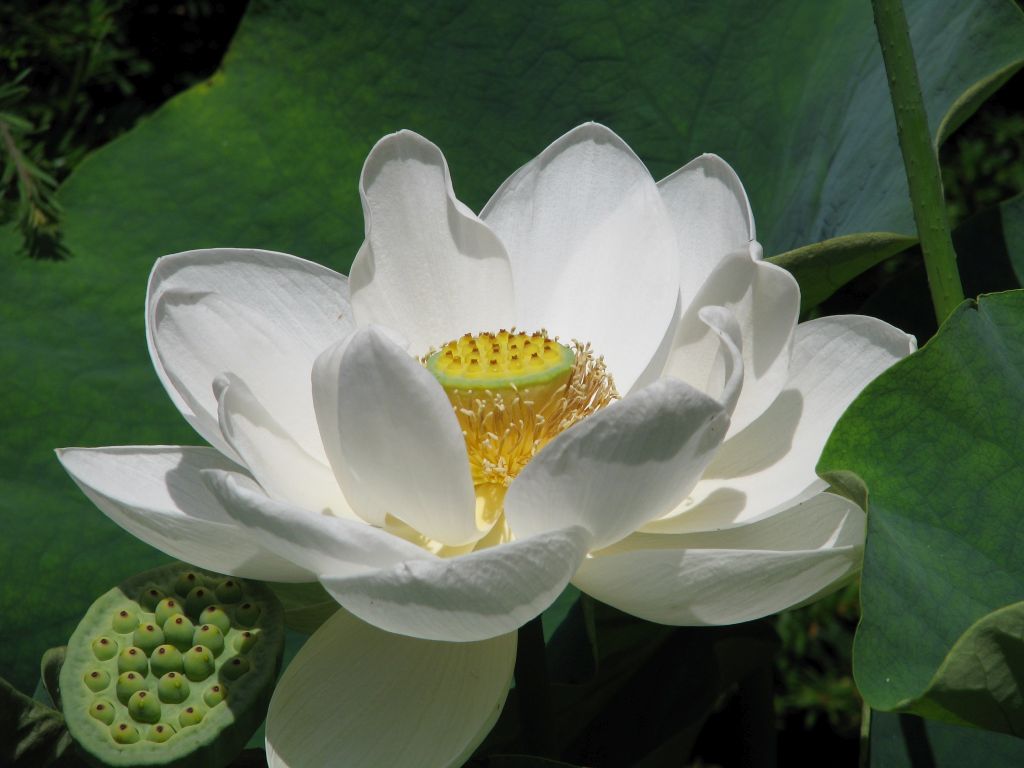 Lotus pflanzen und pflegen