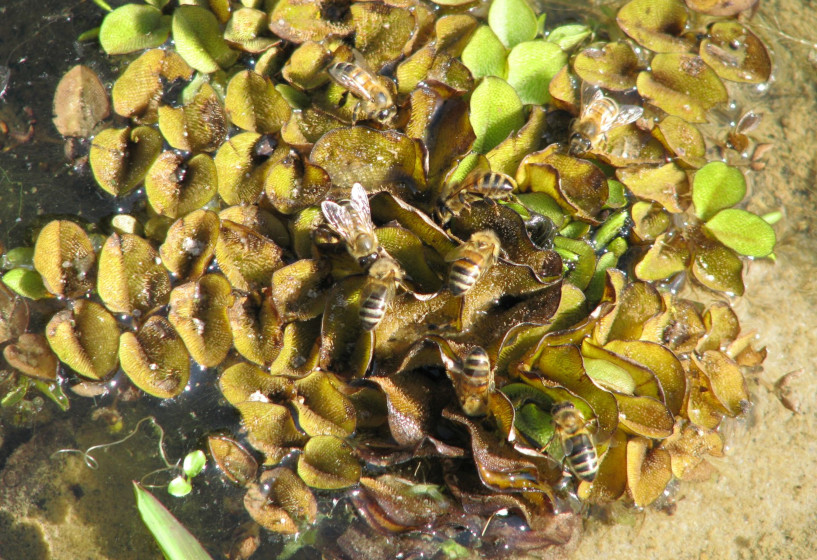 Schwimmfarn als Tränke für Bienen