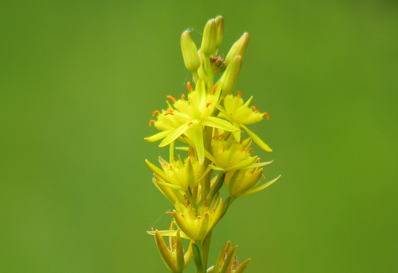 Moorlilie (Narthecium ossifragum)