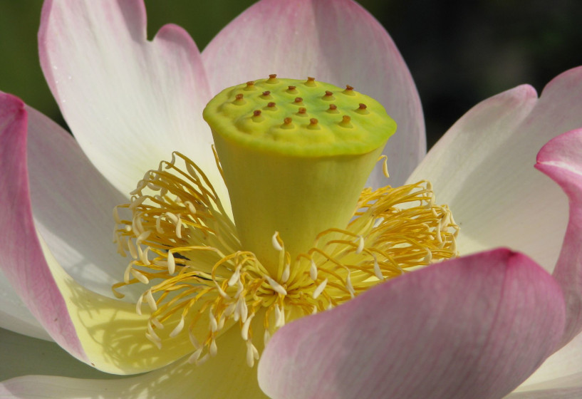 Blüte der Indischen Lotosblume