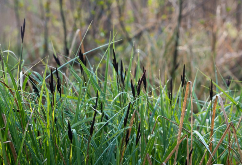 Sumpfsegge | Carex acutiformis