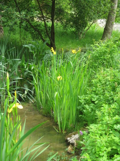 Wasserschwertlilie Iris pseudacorus am Gartenteich