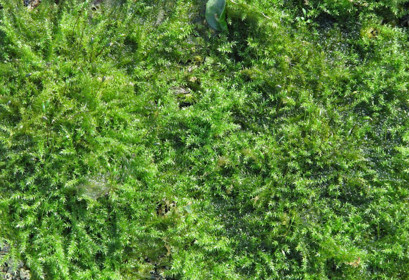 Ufermoos | Leptodictyum riparium