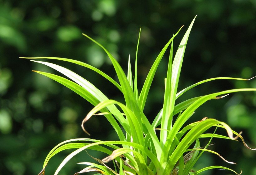 Hängende Segge | Carex pendula
