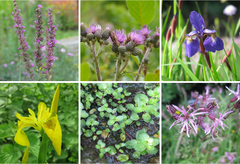 Naturgarten-Teich Sortiment