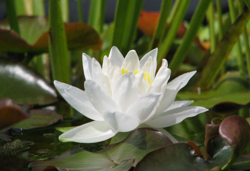 rein weiße Blüte der Seerose Gladstoniana