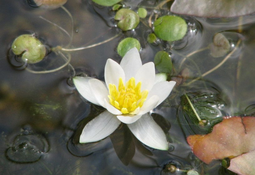 Zwergseerose Nymphaea tetragona