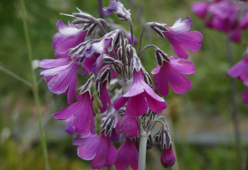 Hänge- Glocken-Schlüsselblume | Primula secundiflora