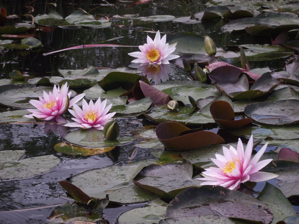 Seerosen für den Gartenteich