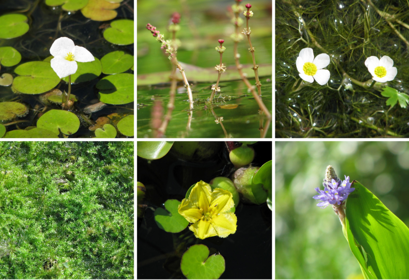 Kübelpflanzen Sortiment