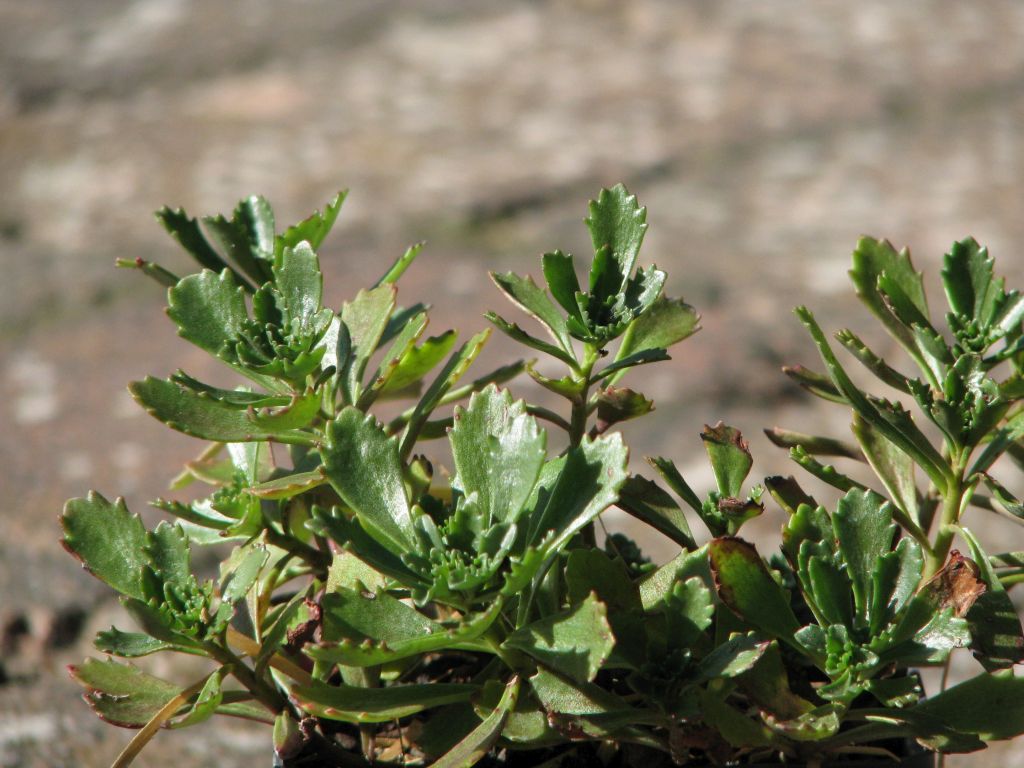 Sedum hybridum Immergrünchen | Mongolen Fetthenne Immergrün