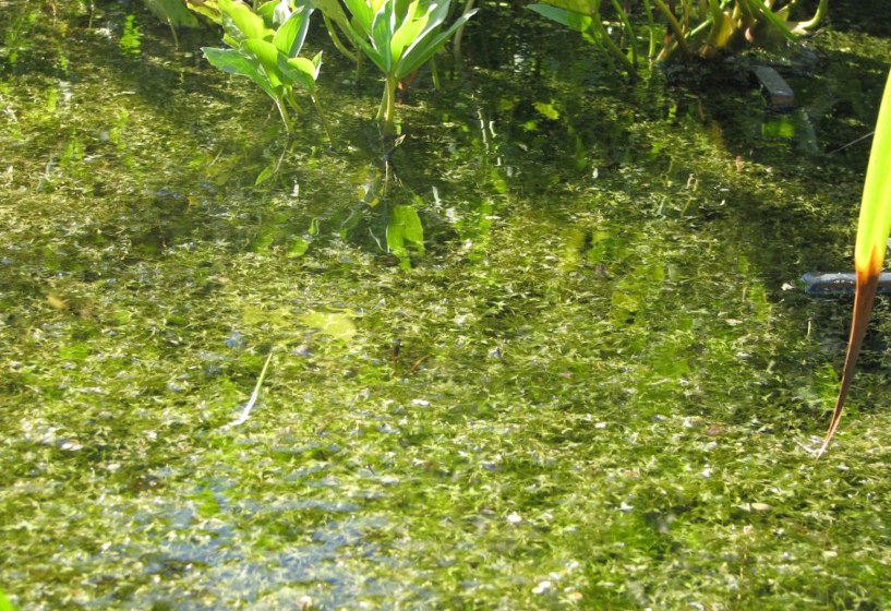 Dreifurchige Wasserlinse (Lemna trisulca)