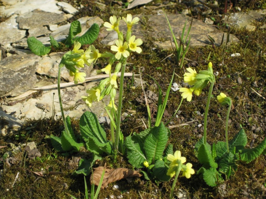 Waldprimel (Primula elatior)