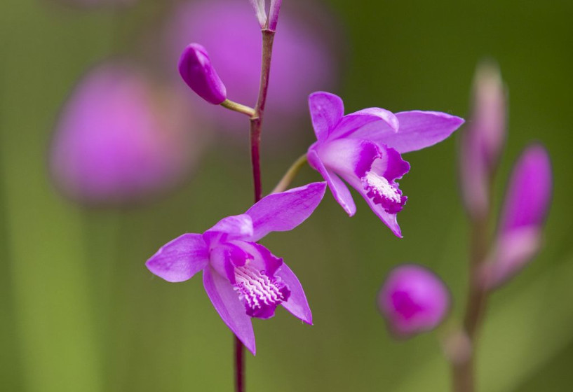 Japanorchidee | Bletilla striata
