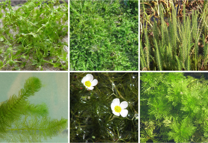 Teichpflanzen gegen Algen