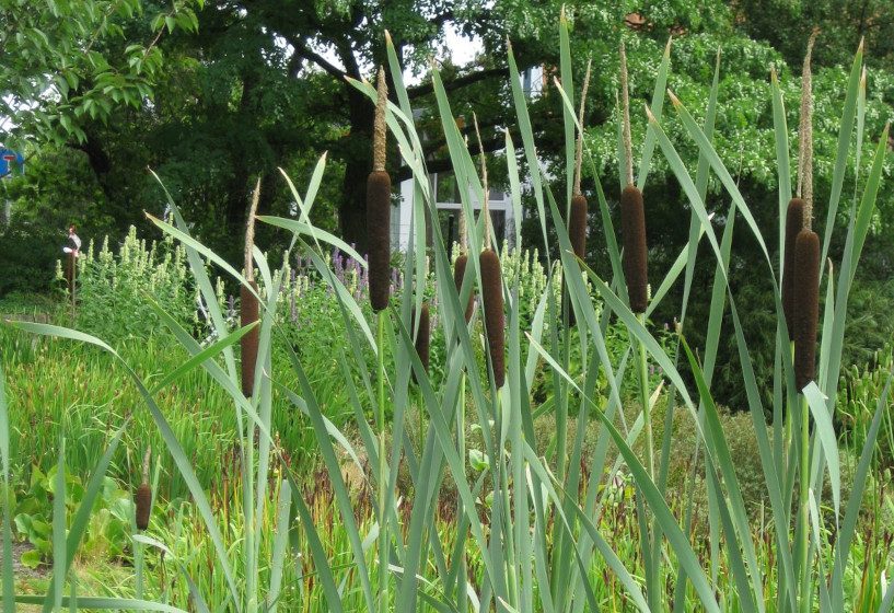 Schmalblättriger Rohrkolben | Typha angustifolia 