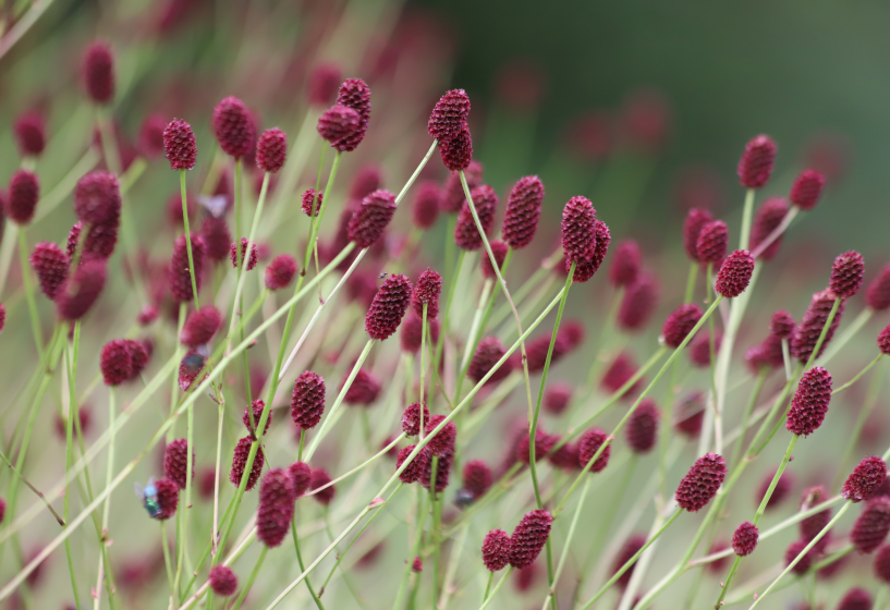 Großer Wiesenknopf (Sanguisorba officinalis)