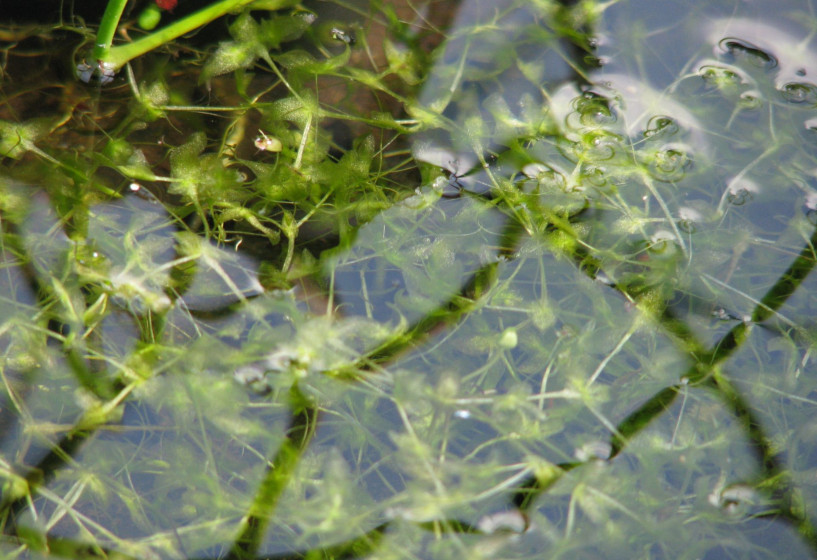 Dreifurchige Wasserlinse Schwimmpflanze