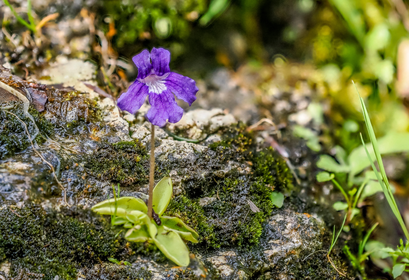 Großblütiges Fettkraut (Pinguicula grandiflora)