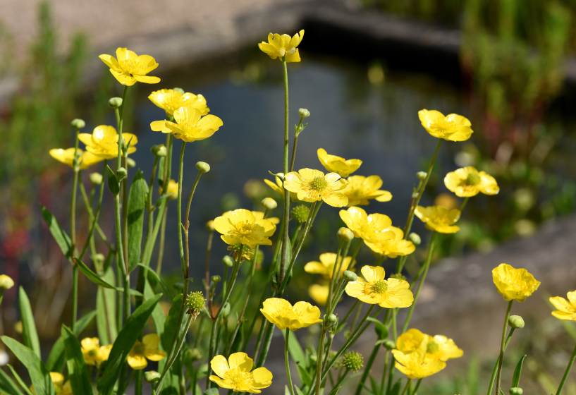 Großer Hahnenfuß (Ranunculus lingua)