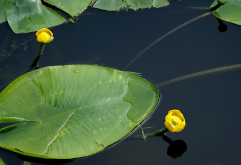 kleine Blüten der Teichrose Nuphar lutea