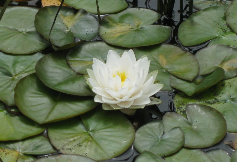 Seerose Nymphaea Perrys Double White