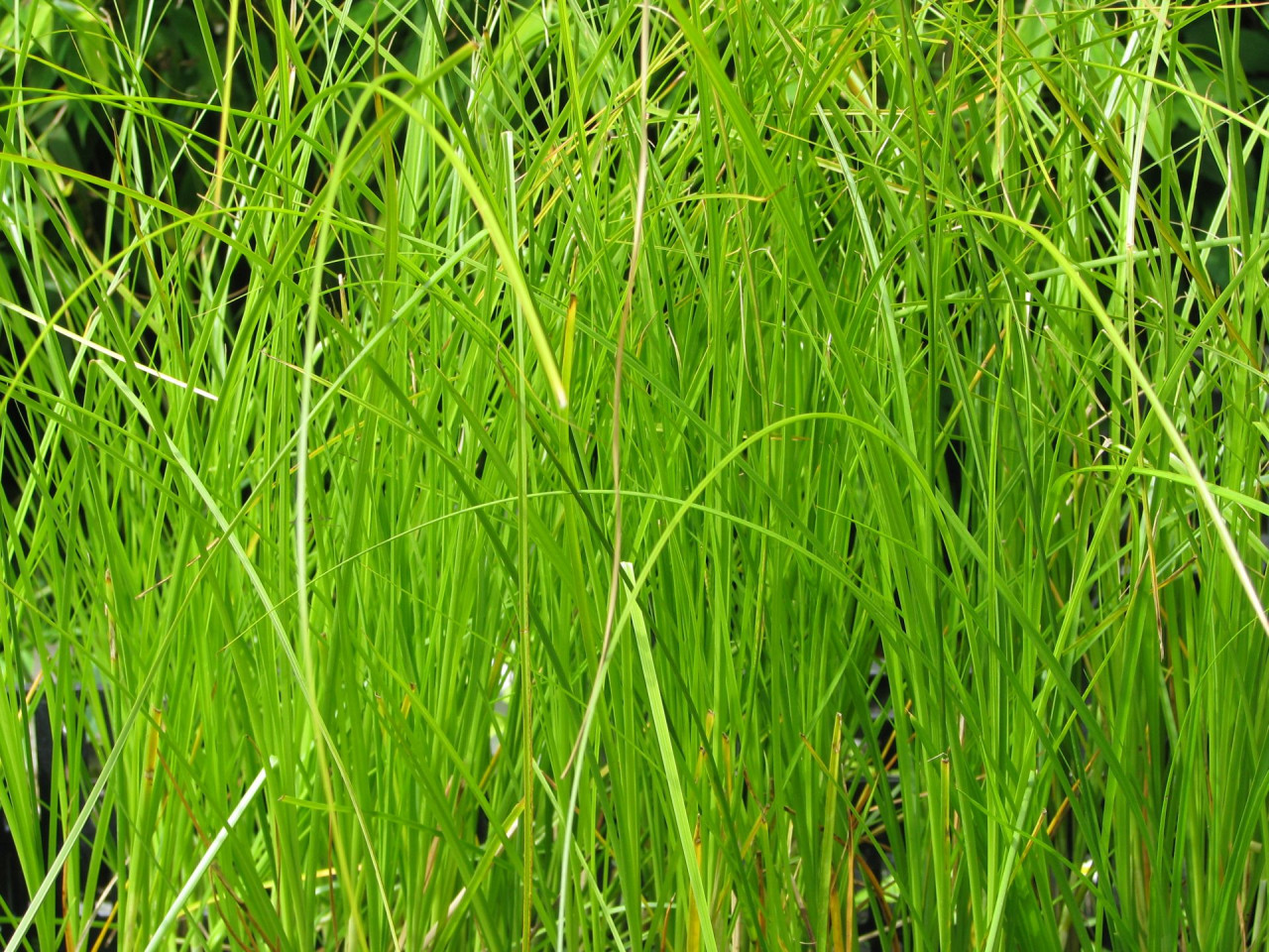 Wundersegge Carex appropinquata