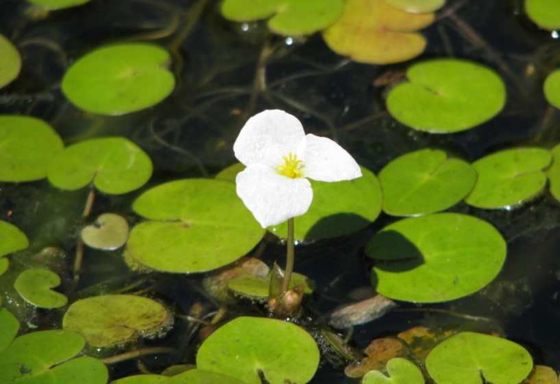 Schwimmpflanzen gegen Algen im Teich Teichpflanzen & Teichbau