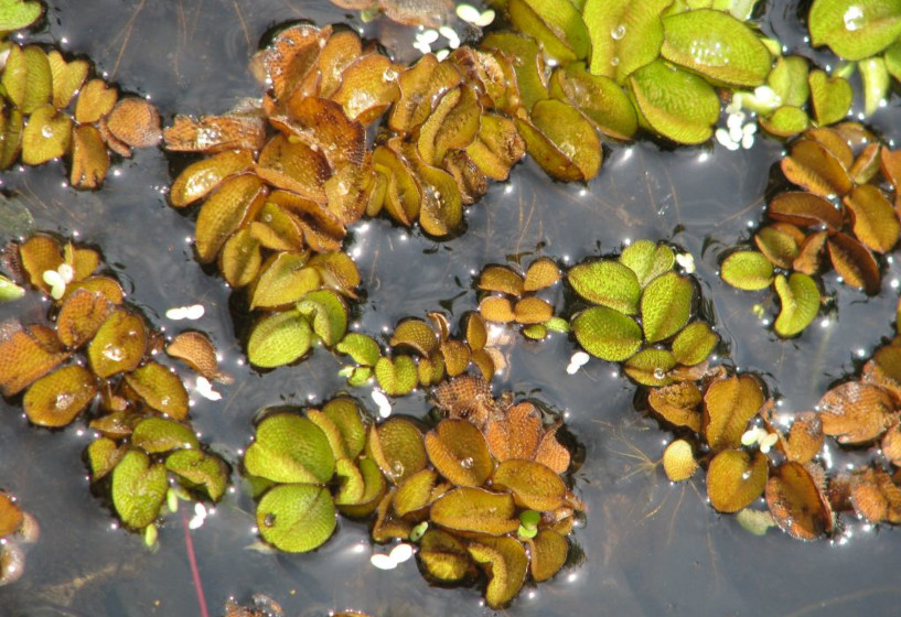 Schwimmpflanzen gegen Algen im Teich Teichpflanzen & Teichbau