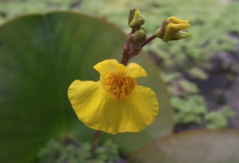Schwimmpflanzen gegen Algen im Teich Teichpflanzen & Teichbau