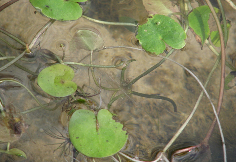 Froschbiss eine Schwimmpflanze für Teiche