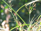 Langes Cypergras Cyperus longus